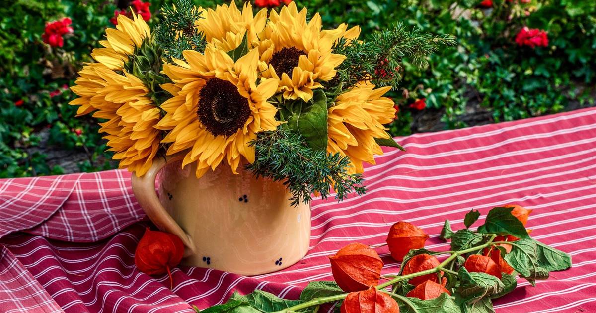 Aprende C Mo Cultivar Tus Propios Girasoles En Tu Jard N Paso A Paso