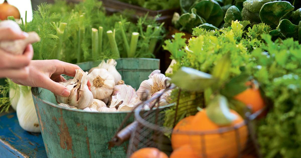 Cómo plantar ajos paso a paso la mejor guía para disfrutar de este