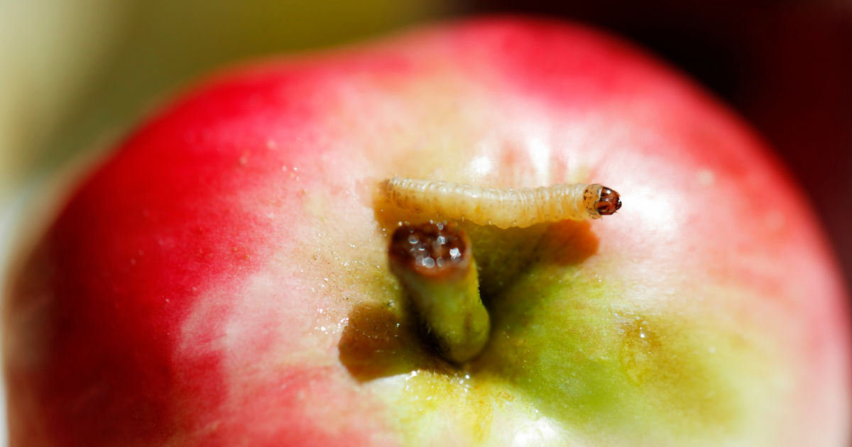 Sabes cómo eliminar los gusanos blancos de la cocina Descubre cómo