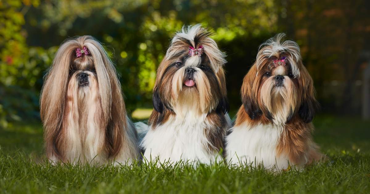 Shih tzu características carácter y cuidados