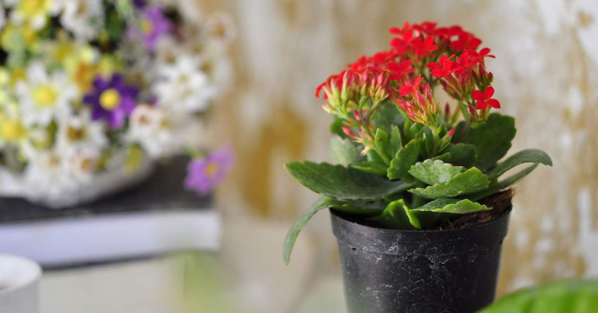 Kalanchoe Blossfeldiana Cuidados Y Todos Los Consejos Para Mantenerlo