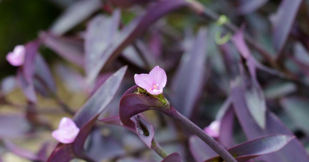 Tradescantia Pallida Cuidados Y Todos Los Consejos Para Mantenerla En