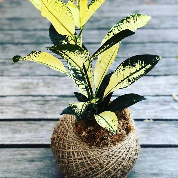 ¿Conoces las kokedamas? Estas plantas sin maceta son muy fáciles de cuidar y las puedes hacer tú mismo: expertos jardineros nos enseñan a hacerlo
