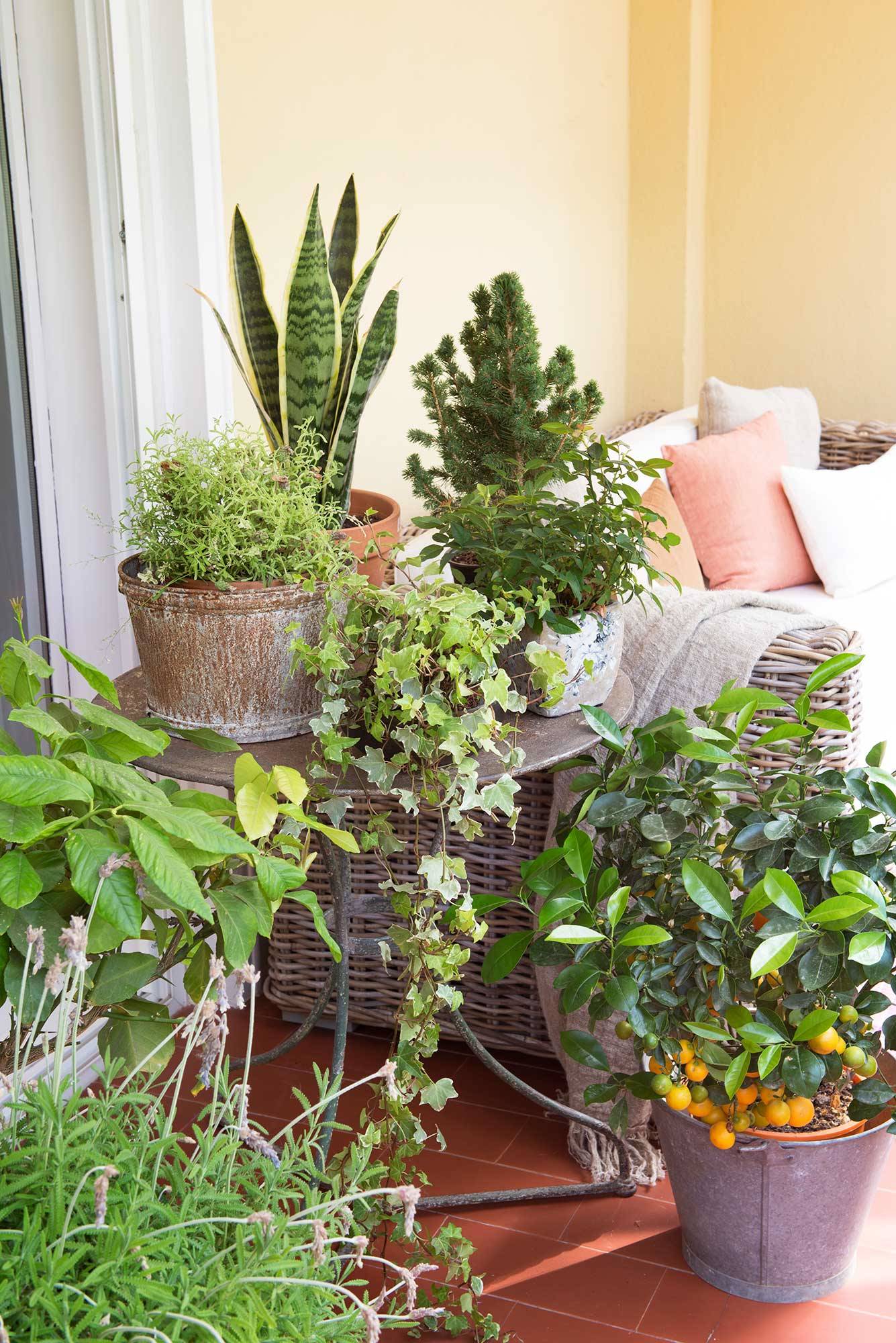 Un salón con terraza con plantas a tutilplén en el suelo o apoyadas en una pequeña mesa de hierro. 