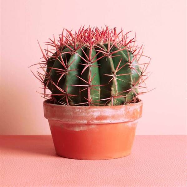 Cactus en maceta y con espinas