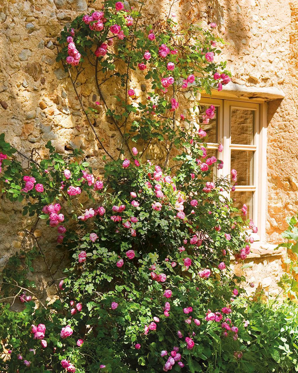 15 Plantas Para Jardín Resistentes Al Sol Y Llenas De Color