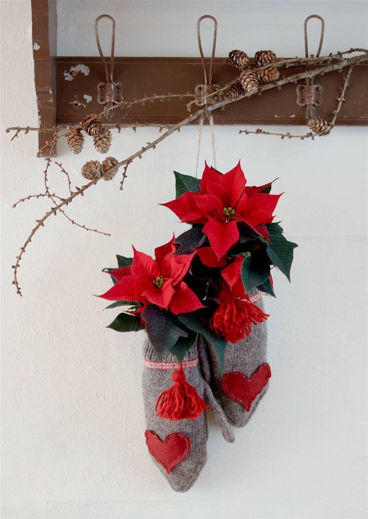Imágenes De Flor Poinsettia - Descarga Gratuita En