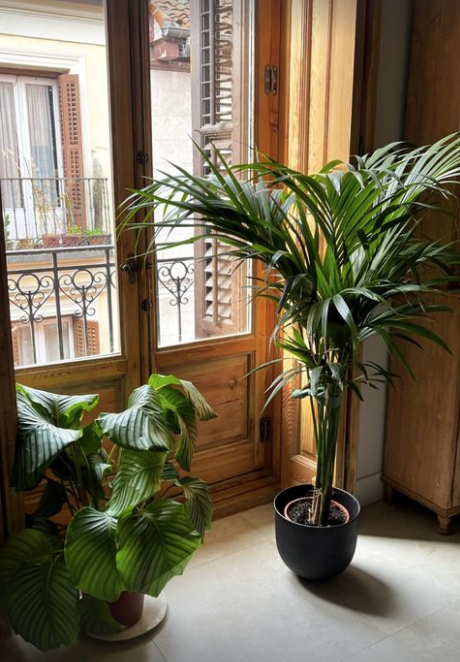 Plantas en el salón de la nueva casa de Nagore Robles, foto de Instagram