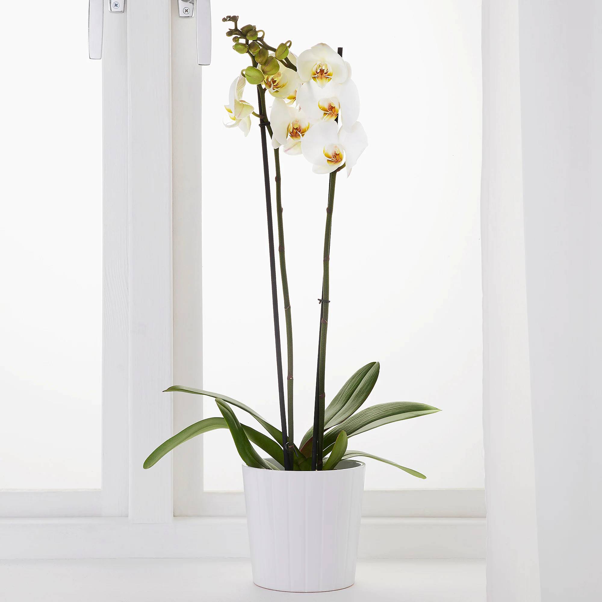 Orquídea de IKEA
