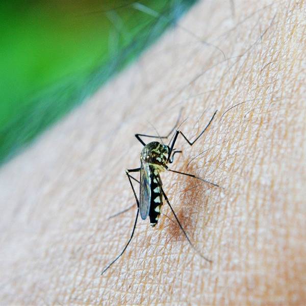 10 repelentes de mosquitos caseros naturales. 
