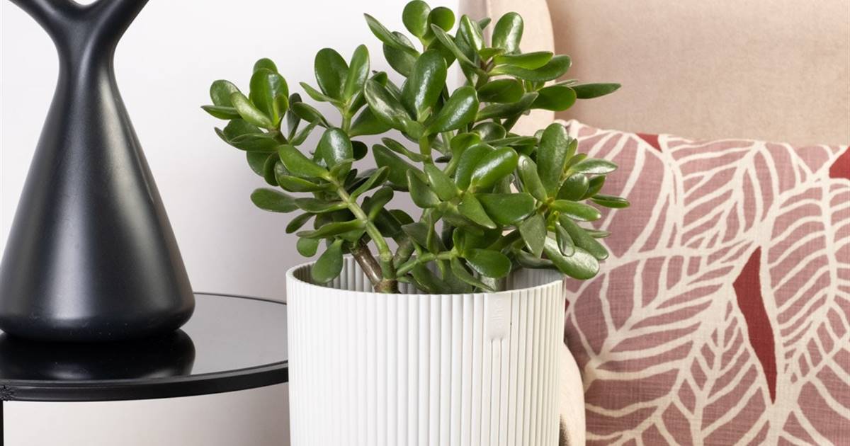 Planta o rbol de jade: cuidados y caractersticas de la planta del dinero