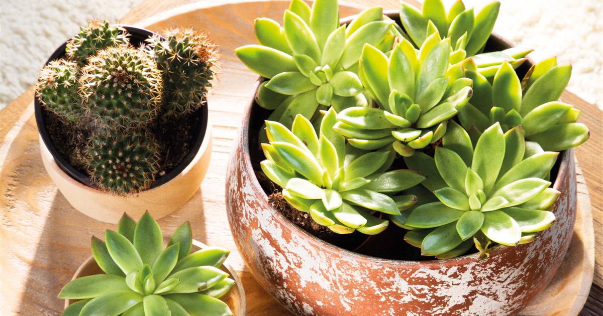 Cmo cuidar cactus, crasas y suculentas
