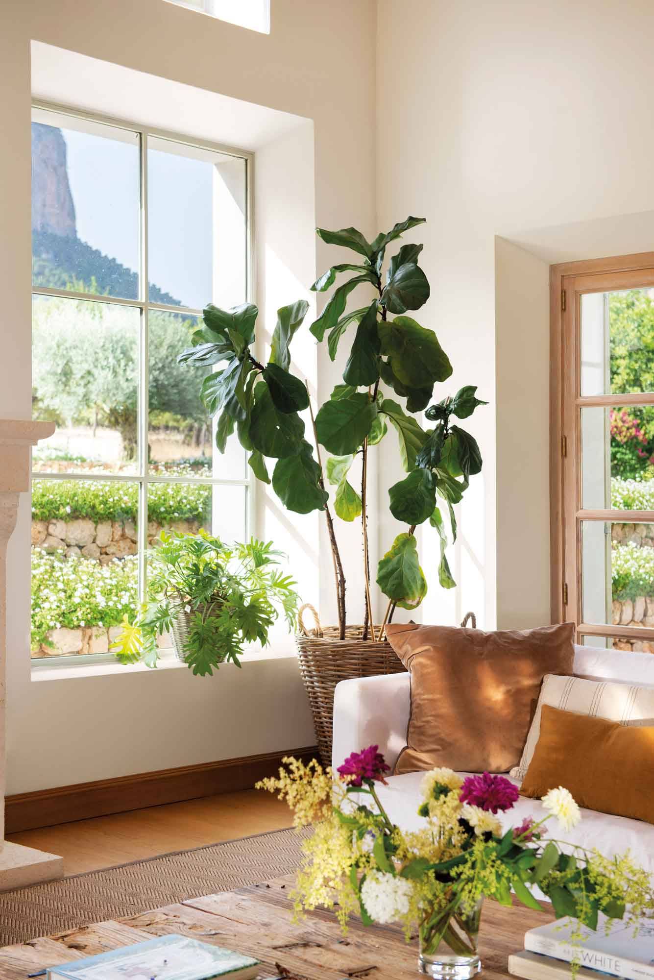 Rincón con plantas.