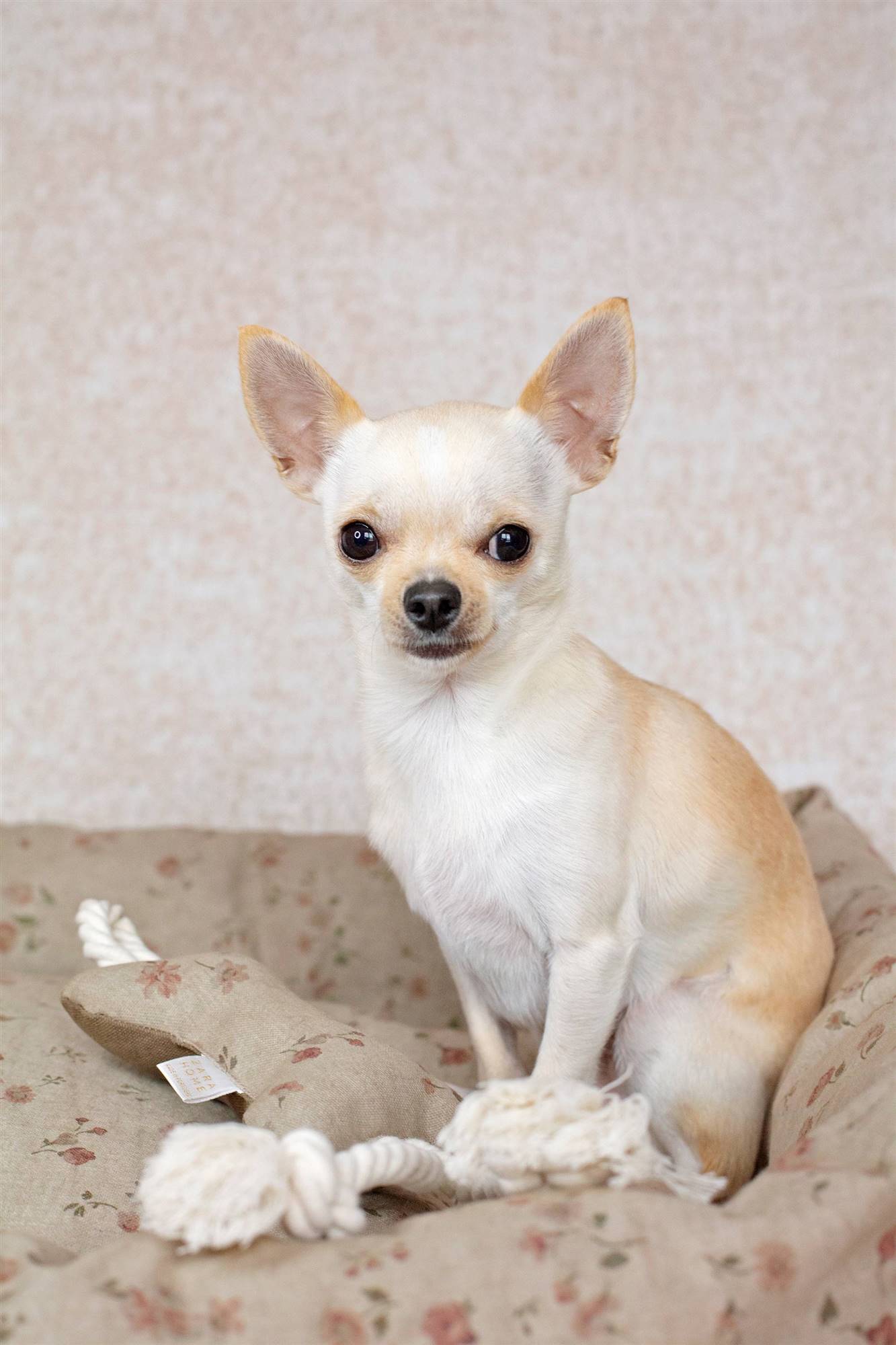 Chihuahua en una cama de Zara Home