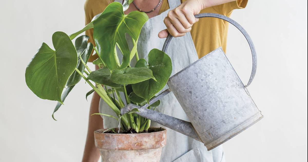 Cmo cuidar la monstera o costilla de adn: tipos y beneficios de esta  planta de interior