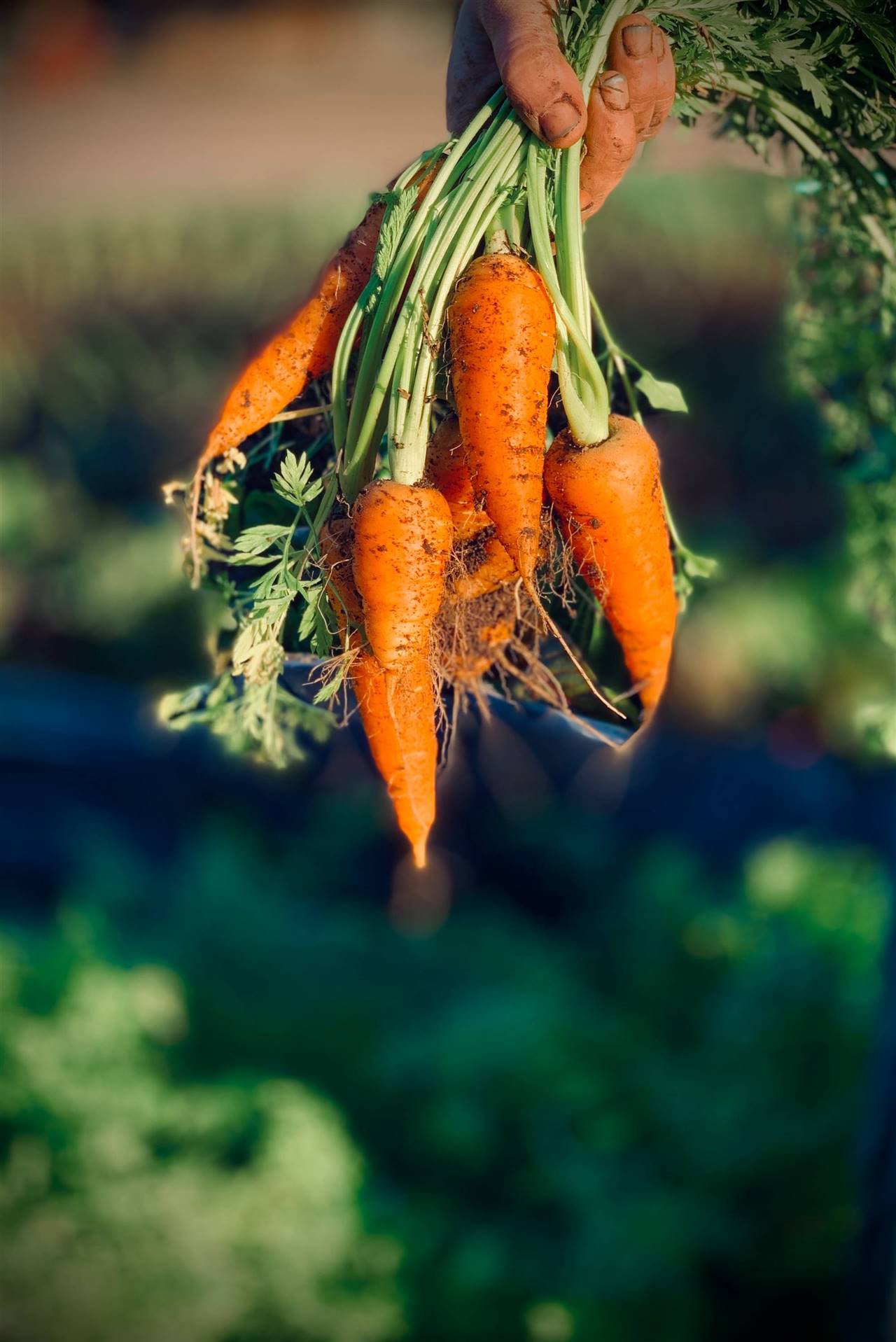 Cómo plantar zanahorias en casa 