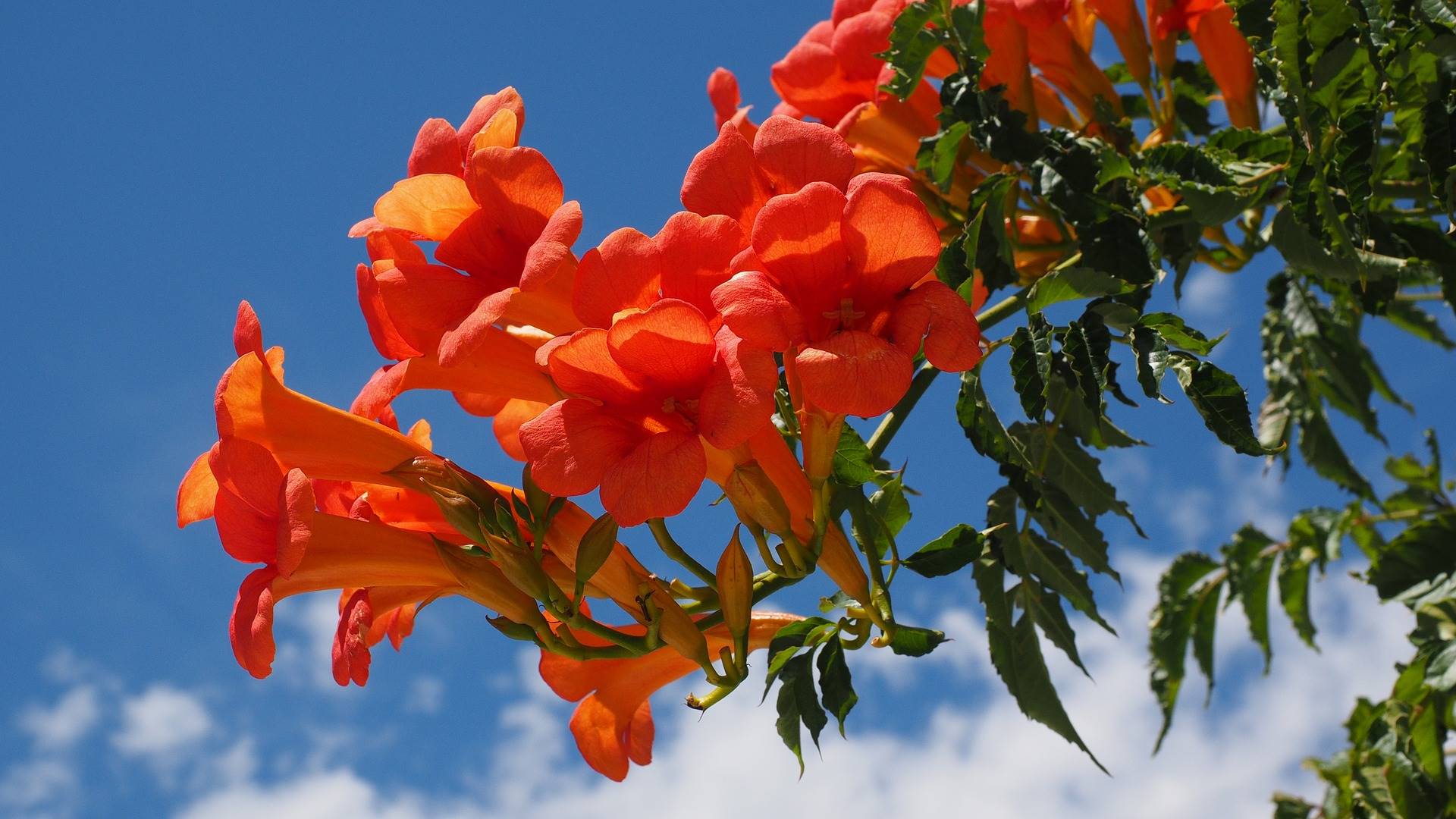 Plantas trepadoras y enredaderas: una planta trepadora llamada campsis radicans o trompeta trepadora naranja