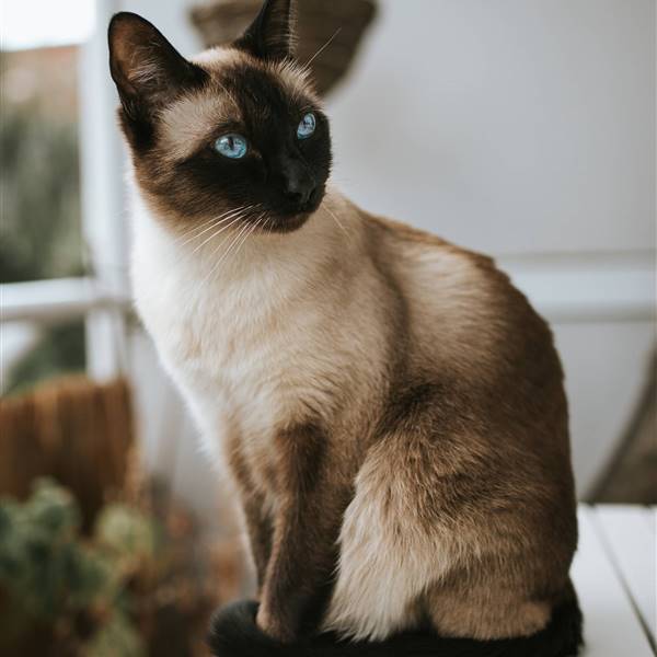 Gato siamés: una mascota fiel con una belleza legendaria