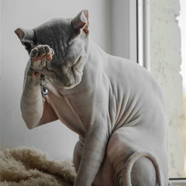 gato Sphynx  presssteris-photo-XENenDl263Y-unsplash