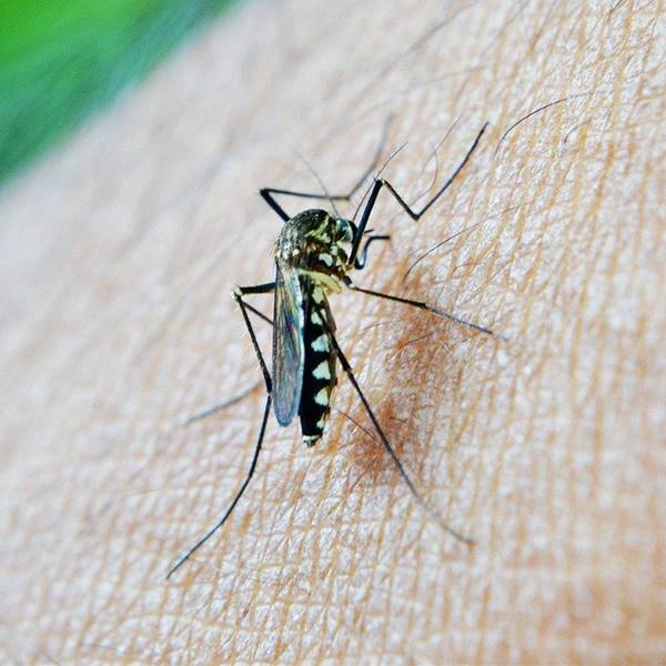 Picaduras de mosquito: remedios caseros, cuánto dura, qué hacer si se tiene alergia... ¡Te lo contamos todo!