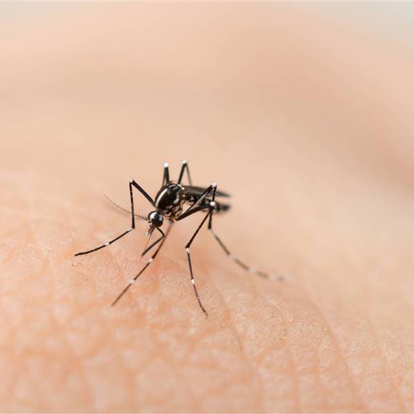 10 trucos para aliviar las picaduras de los mosquitos fácilmente