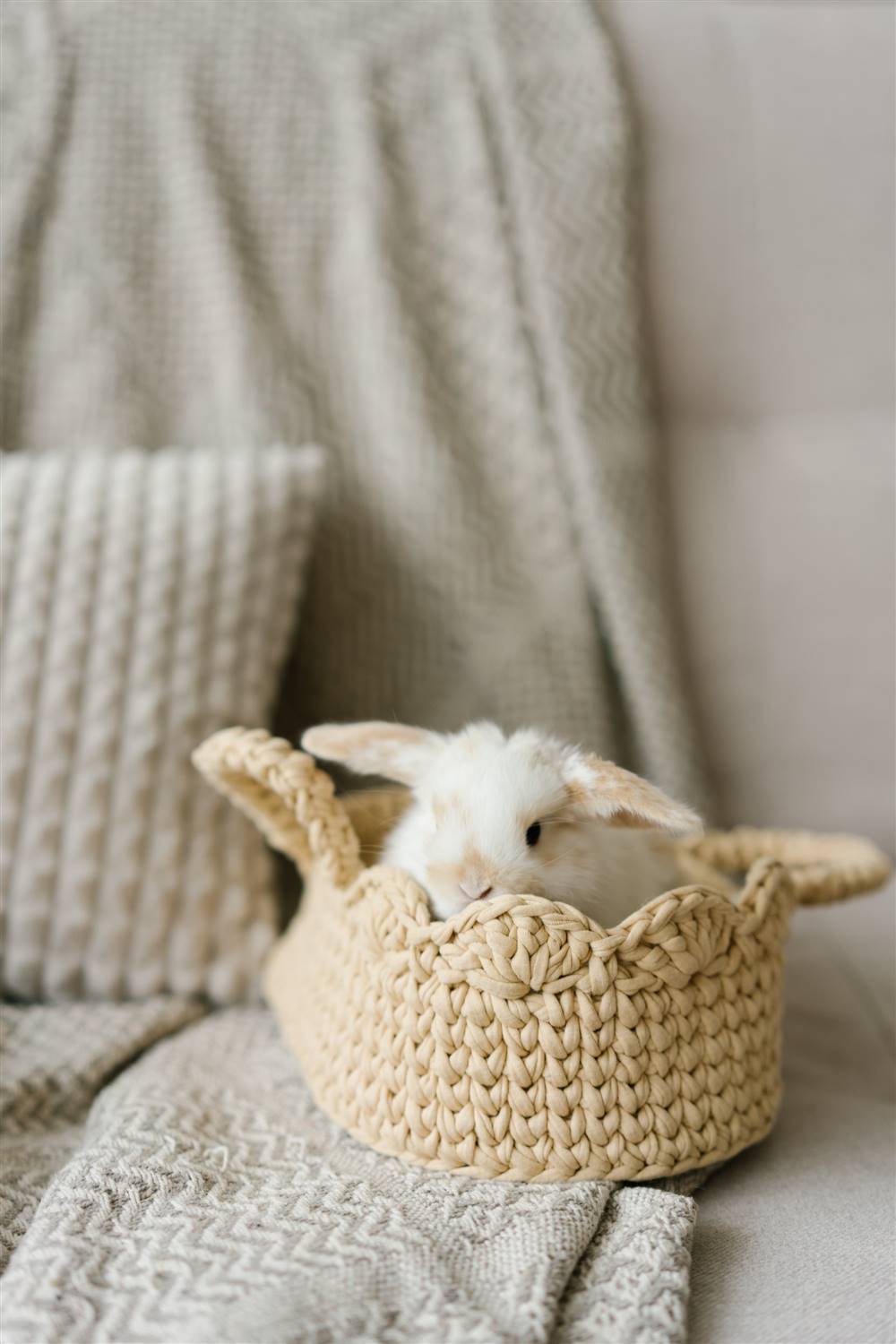 Conejo en una cesta.