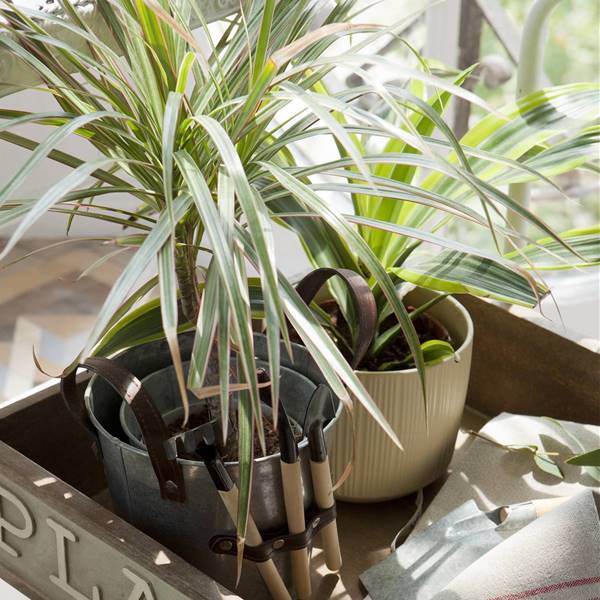 Dracaena, la planta más fácil de cuidar que purifica el aire y necesita poca luz 