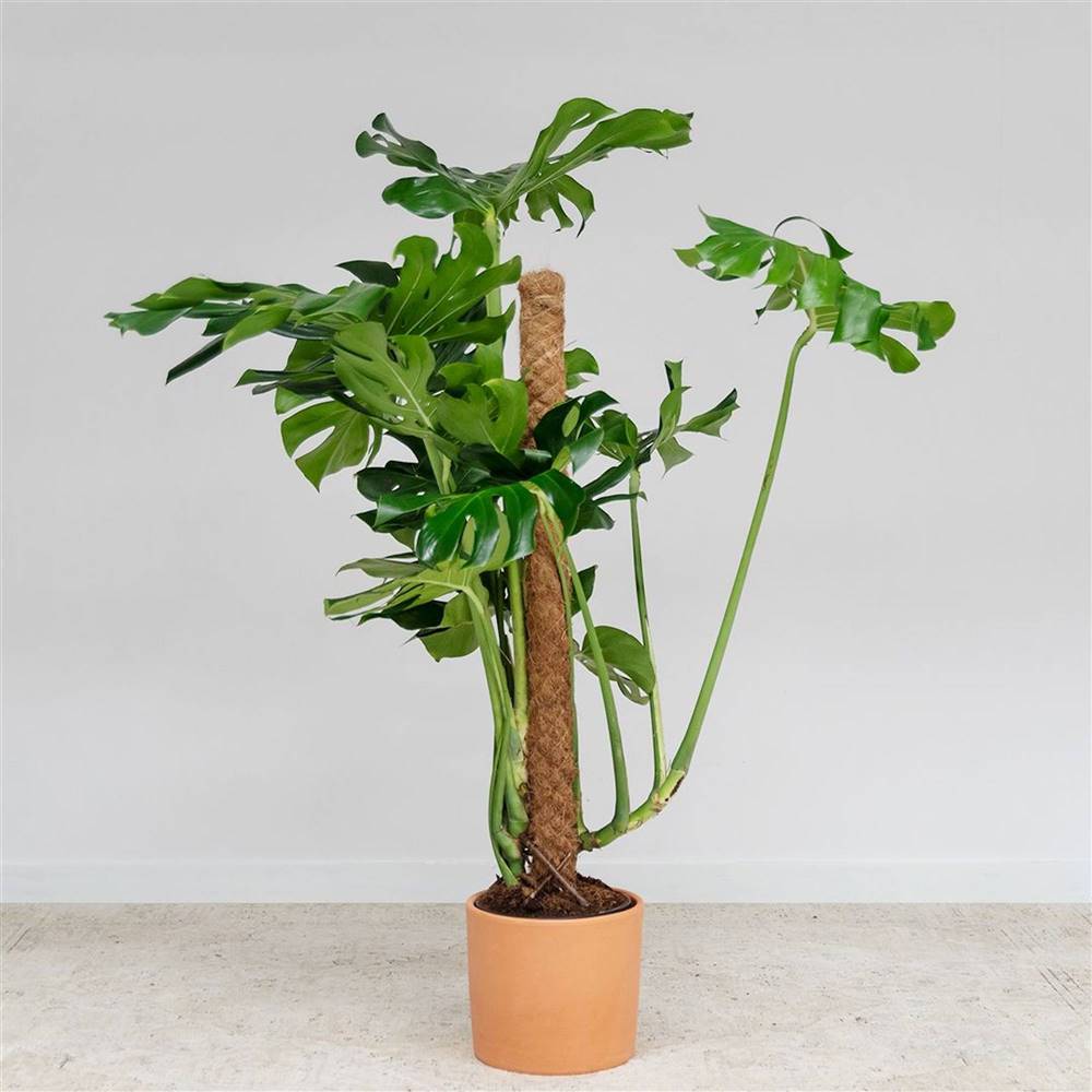 Monstera XXL Origen local by Colvin