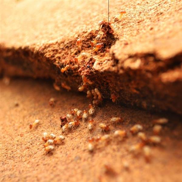 Carcoma, termita y polillas de la madera: qué son, sus diferencias y cómo eliminarlas.