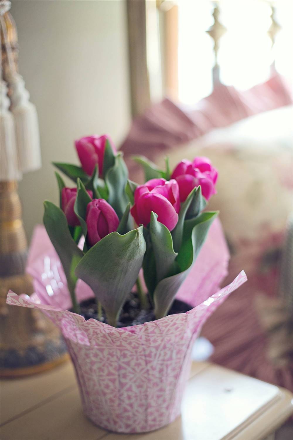 Cómo plantar tulipanes en casa