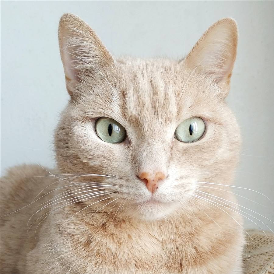 Gato con ojos verdes.
