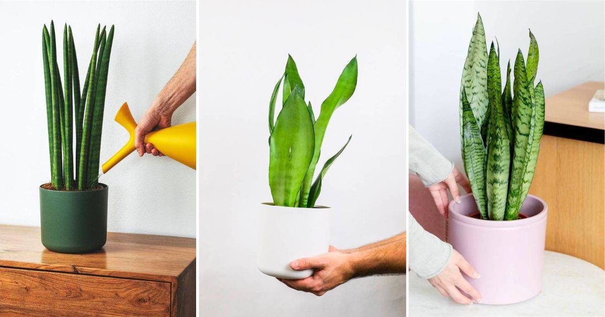 Lengua de suegra o sansevieria: estas son las variedades que atraen el  dinero y alejan las malas vibras