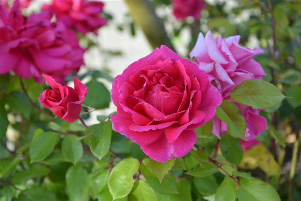 Un rosal con flores en color rosa. 