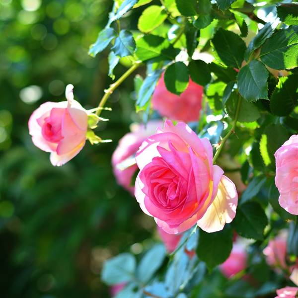 rose-bush-3886429 1920