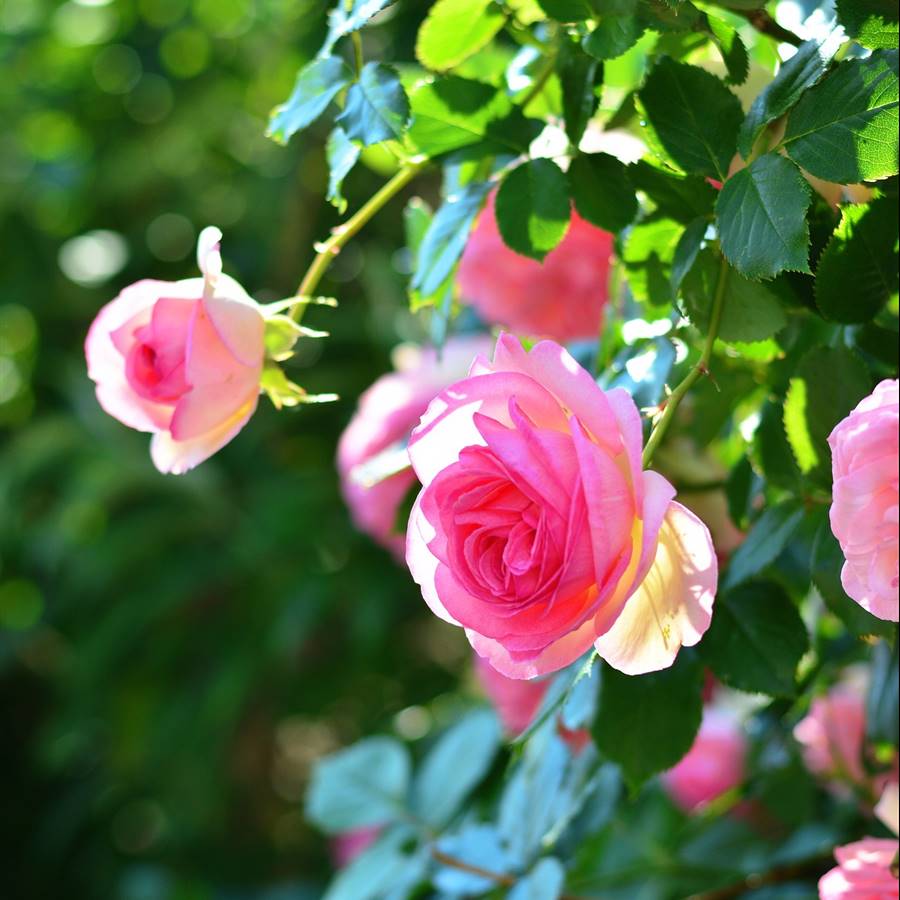 Rosal con flores rosas