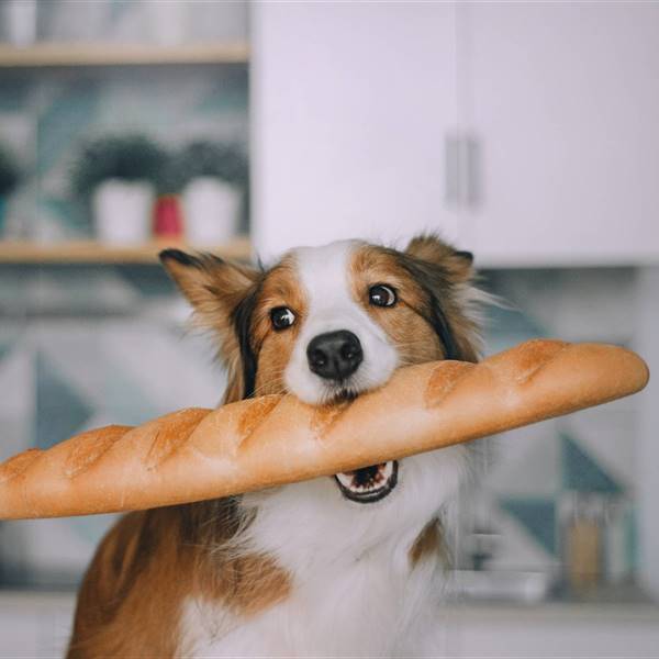 Si le das de comer pan a tu perro o gato, esto es lo que ocurre 