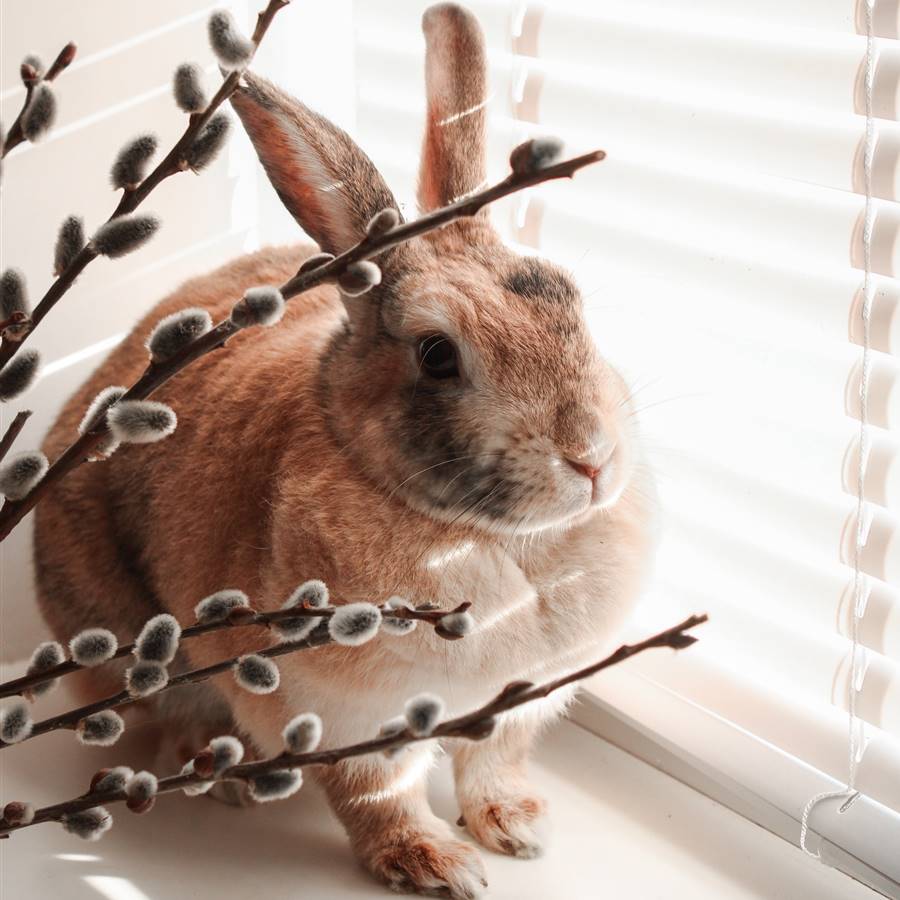 Conejo en la repisa de una ventana.