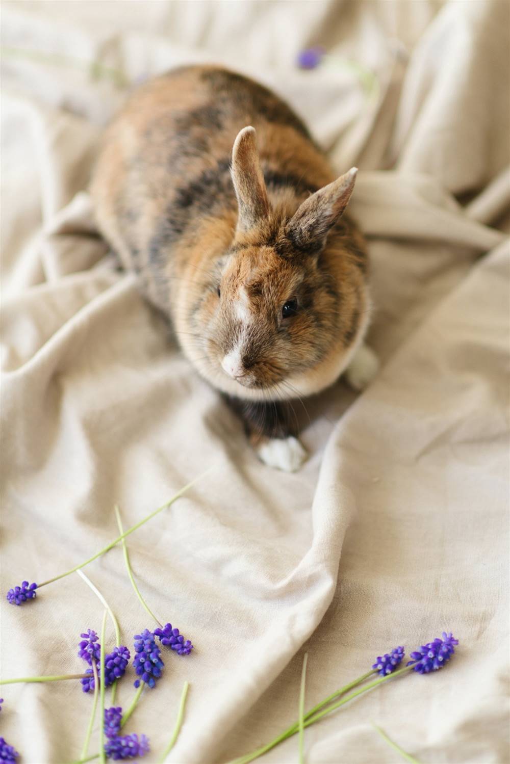 Conejo tumbado sobre una sábana.