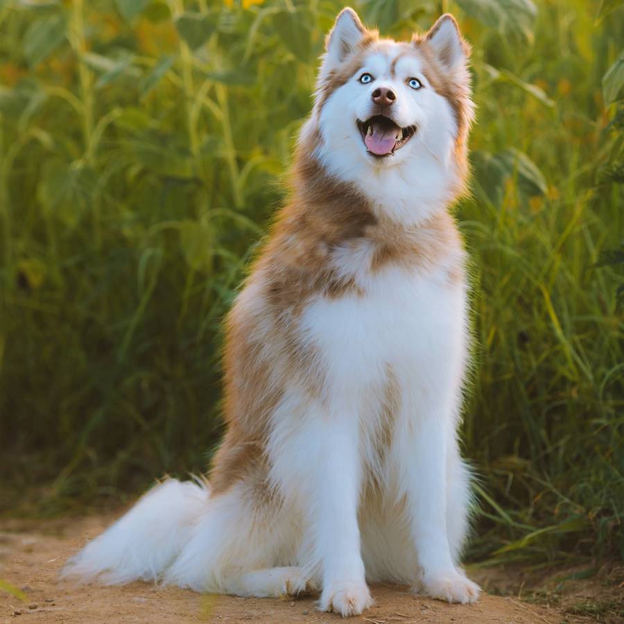 Husky Siberiano El Perro M s Parecido Al Lobo Que Existe