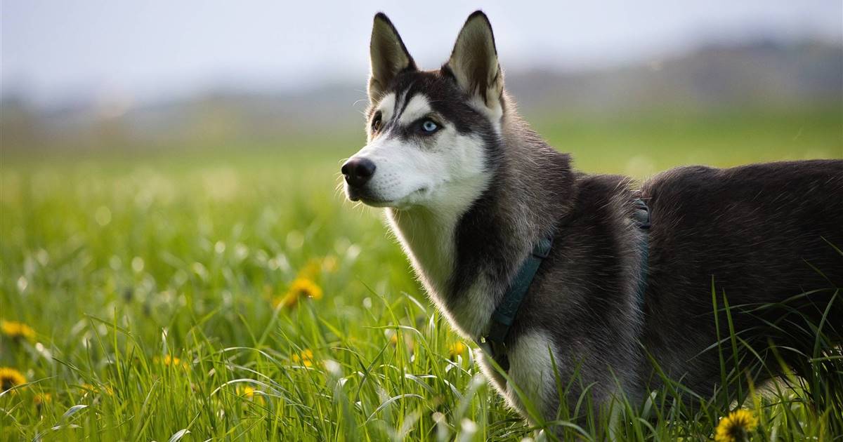 Husky Siberiano: el perro más parecido al lobo que existe