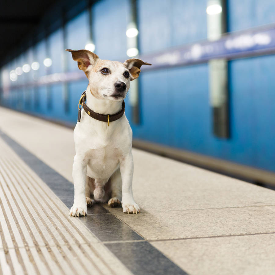 Perro en el metro