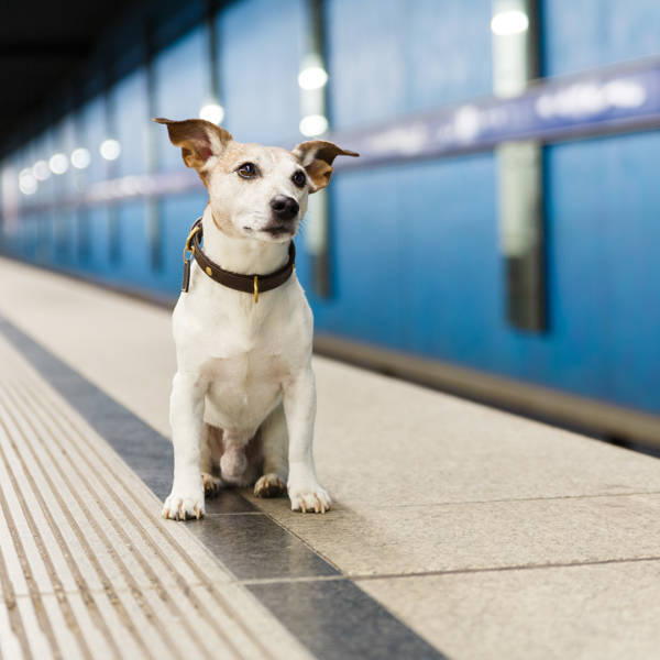 Perro en el metro