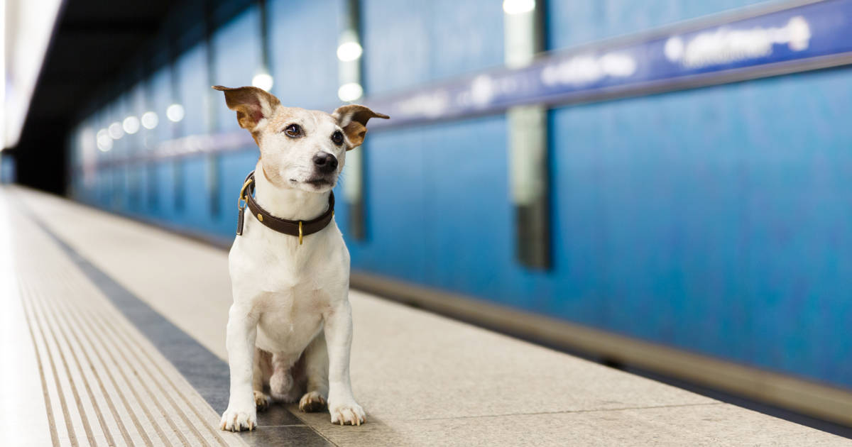 los perros pueden viajar en el metro de paris