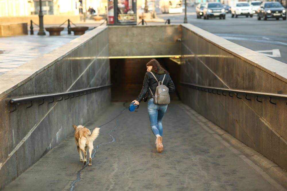 Perro entrando al metro