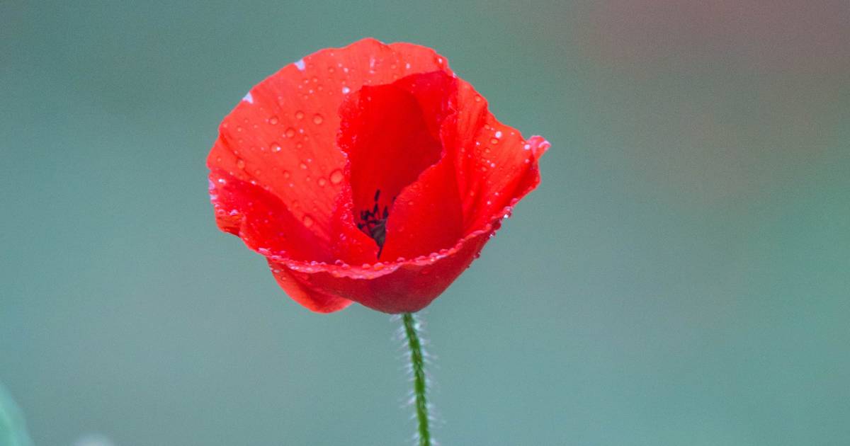 Amapola: características, cuidados y tipos