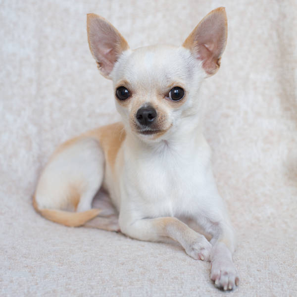 Chihuahua: el perro más pequeño del mundo (y también el más longevo)