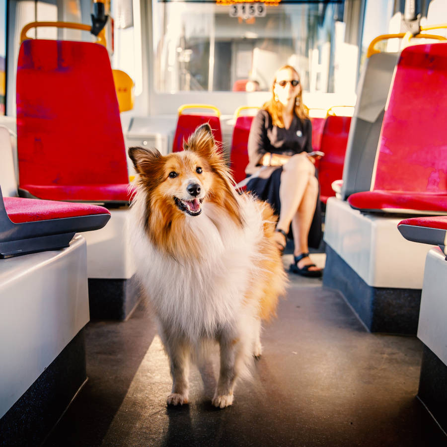 Perro en autobús urbano.