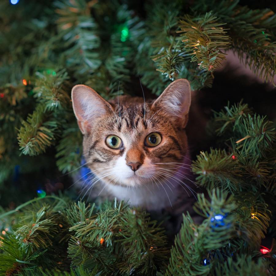 Gato en un árbol de Navidad.