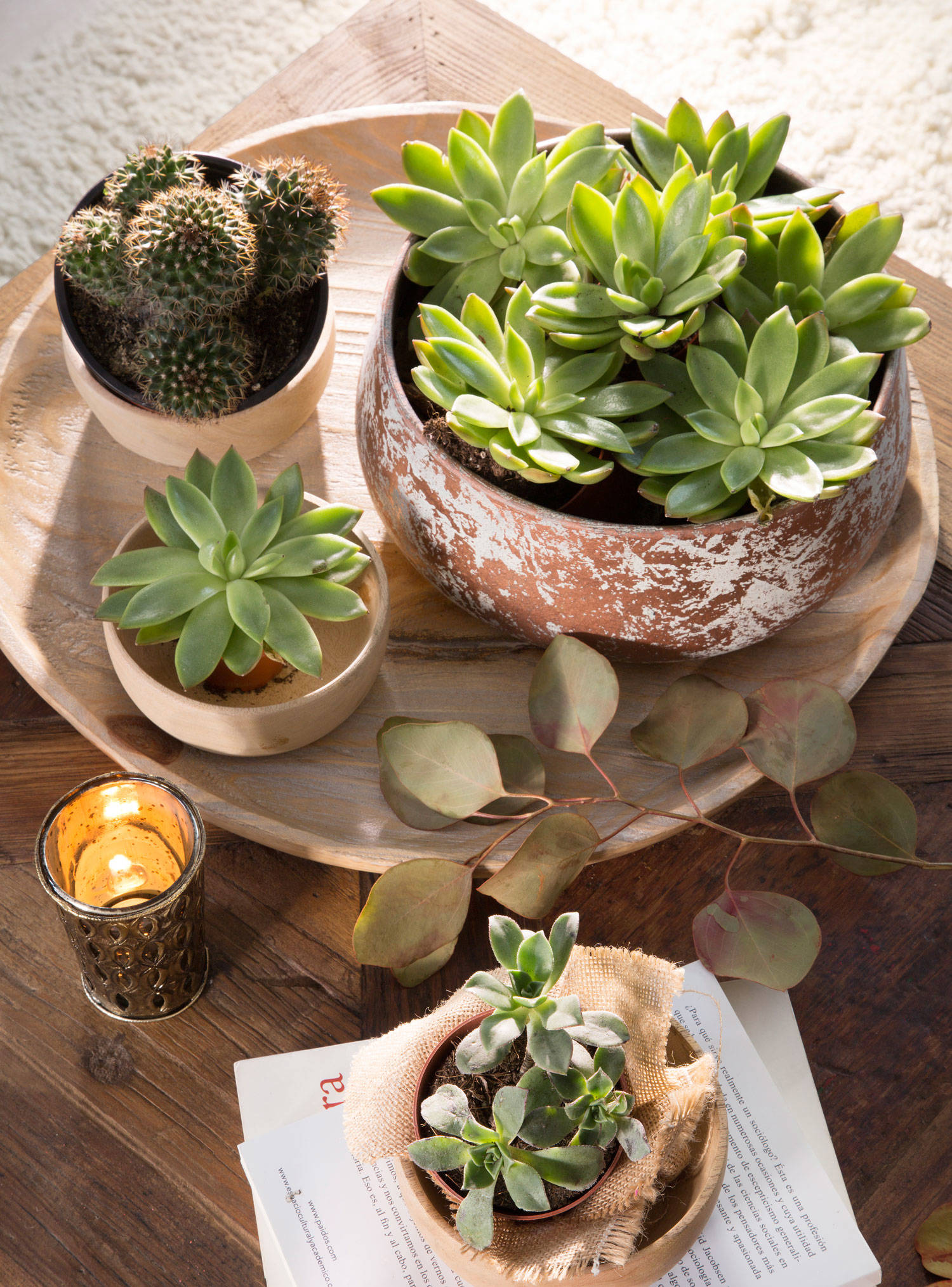 Mesa de centro decorada con cactus. 