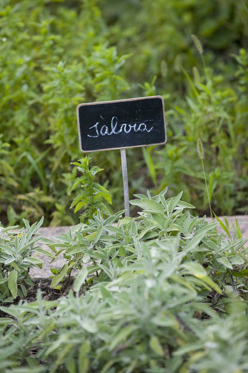 Salvia planta medicinal